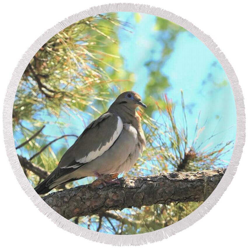 Nature Round Beach Towel featuring the photograph Dove in Pine Tree by Sheila Brown