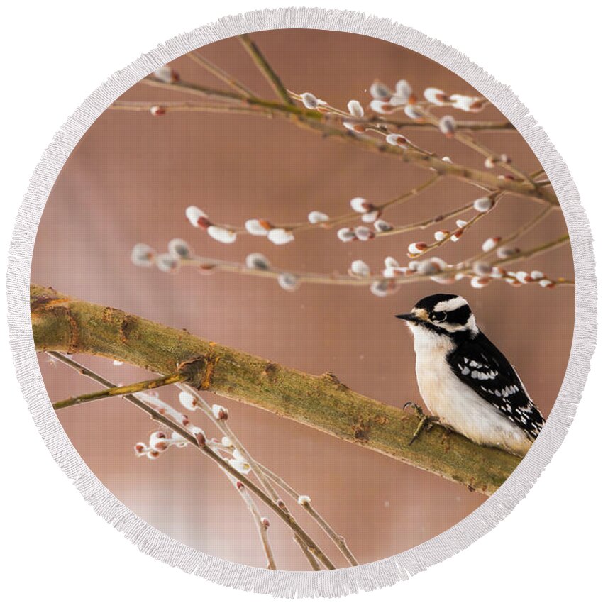 Aves Round Beach Towel featuring the photograph Downy Girl by Heather Hubbard