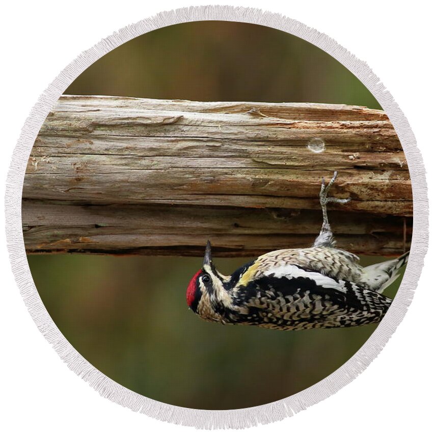 Bird Round Beach Towel featuring the photograph Hairy Woodpecker by Daniel Reed