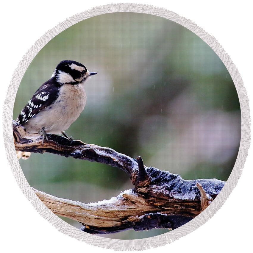 Downy Woodpecker Round Beach Towel featuring the photograph Downy Woodpecker With Snow by Daniel Reed