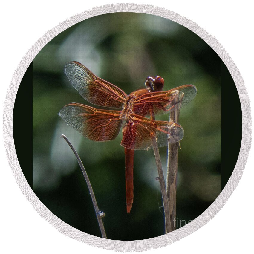 Dragonfly Round Beach Towel featuring the photograph Dragonfly 9 by Christy Garavetto