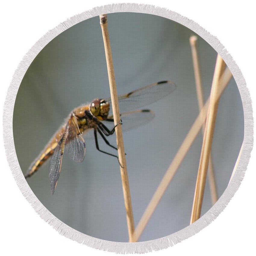 Bugs Dragonfly Flying Insect Reeds Grass Gold Color Eyes Wings Wild Nature Round Beach Towel featuring the photograph Dragonfly by Andrea Lawrence