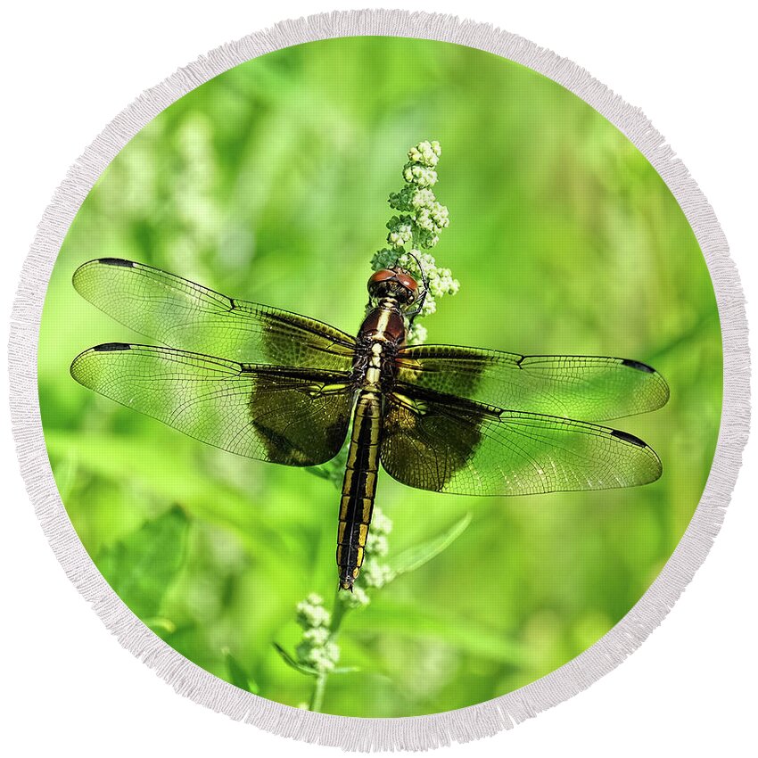 Dragonfly Round Beach Towel featuring the photograph Dragonfly beauty by Ronda Ryan