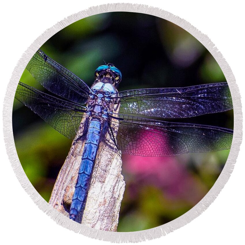 Nature Round Beach Towel featuring the photograph Dragonfly by DB Hayes