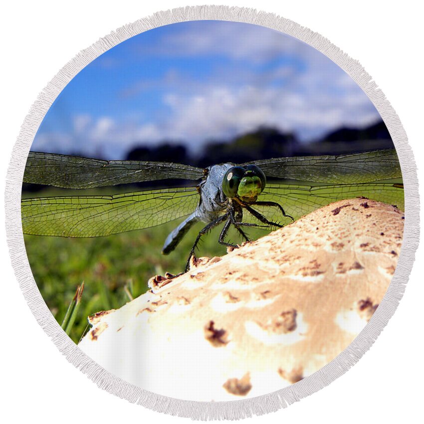 Dragonfly Round Beach Towel featuring the photograph Dragonfly on a mushroom by Christopher Mercer