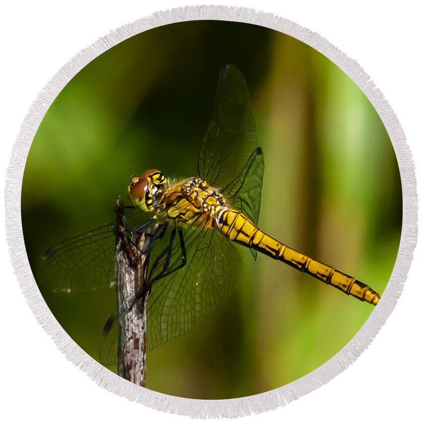 Dragonfly Round Beach Towel featuring the photograph Dragonfly by Torbjorn Swenelius
