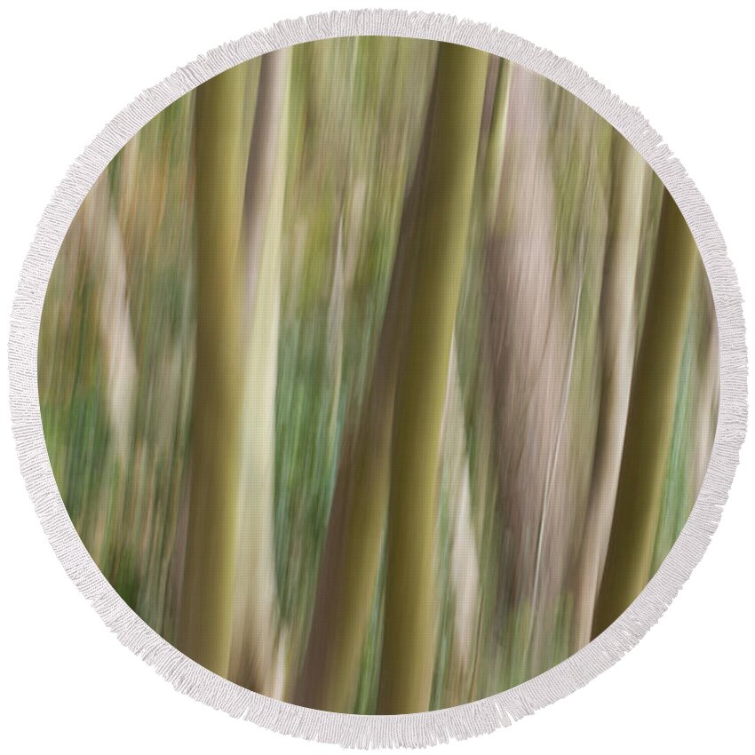 Clare Bambers Round Beach Towel featuring the photograph Dream Forest by Clare Bambers
