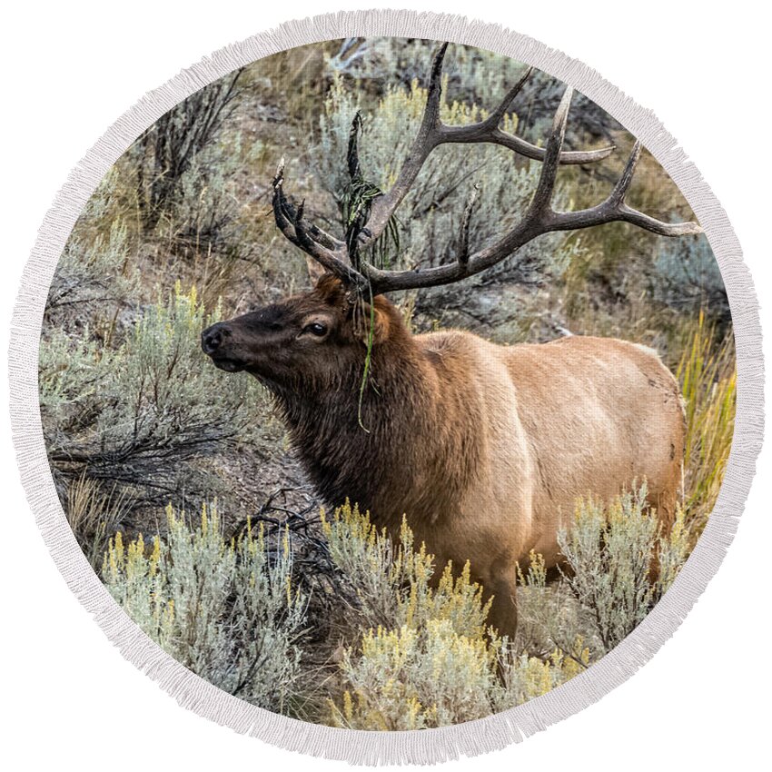 Bull Elk Round Beach Towel featuring the photograph Dressed For Rut by Yeates Photography