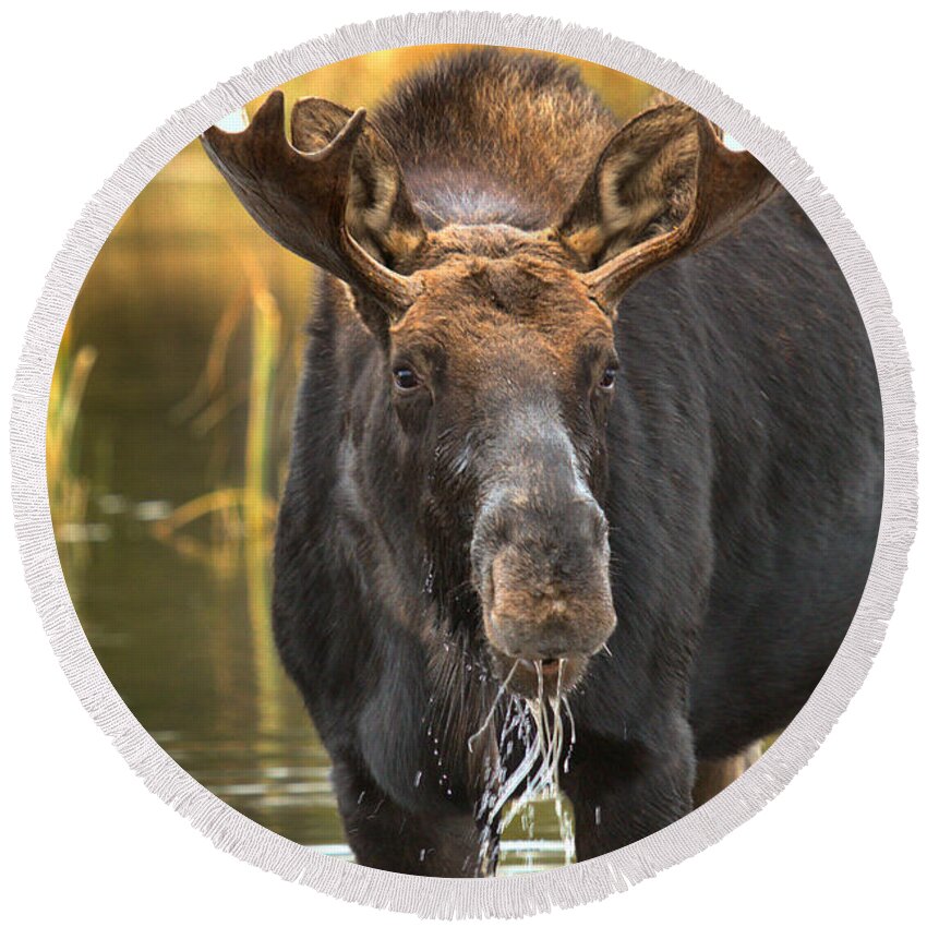 Moose Face Round Beach Towel featuring the photograph Drooling Moose by Adam Jewell