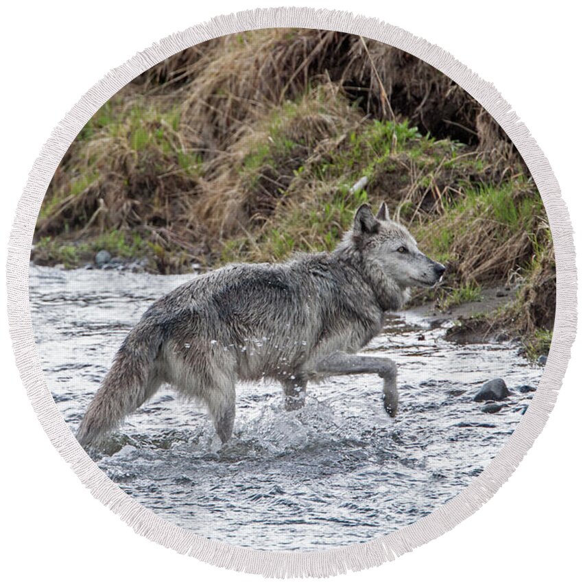 Wolf Round Beach Towel featuring the photograph Druid Wolf 21M in Soda Butte Creek by Mark Miller