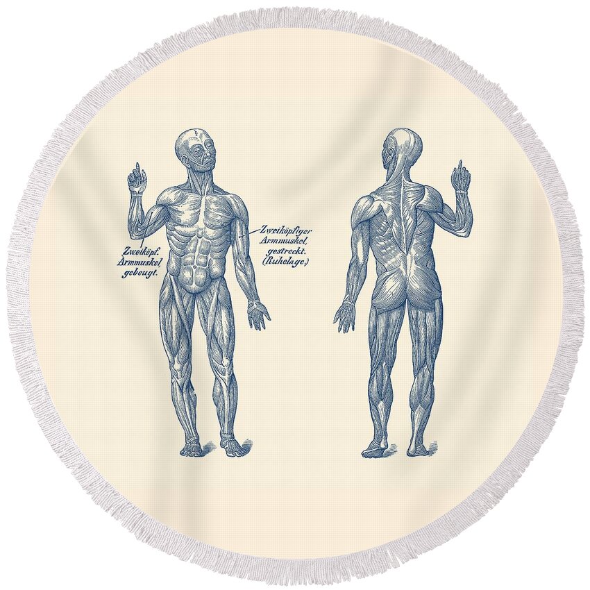 Human Body Round Beach Towel featuring the photograph Dual View Arm Muscular System - German Diagram - Vintage Anatomy by Vintage Anatomy Prints