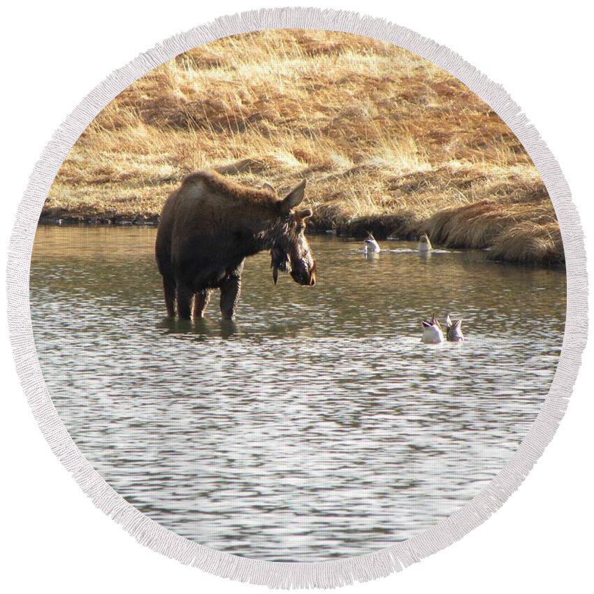 Animal Round Beach Towel featuring the photograph Ducks - Moose Rollinsville CO by Margarethe Binkley