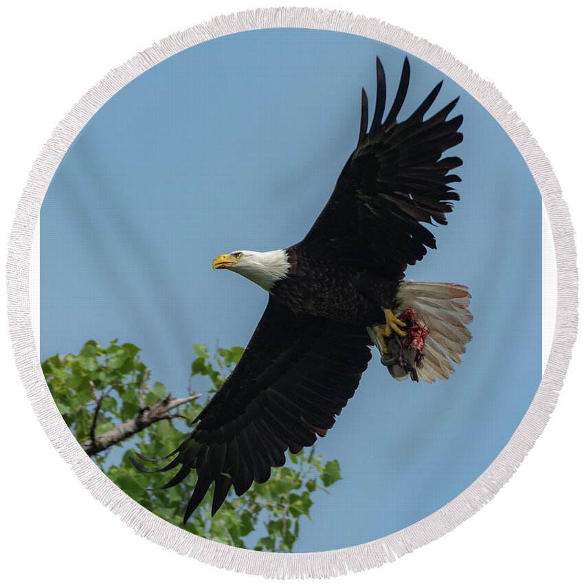 Adult Bald Eagle Round Beach Towel featuring the photograph Duck for Lunch by Michael Hall