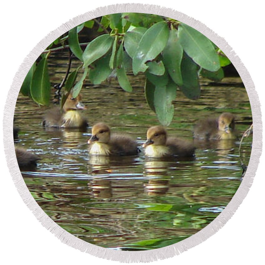 Duck Round Beach Towel featuring the photograph Ducklings by Carl Moore