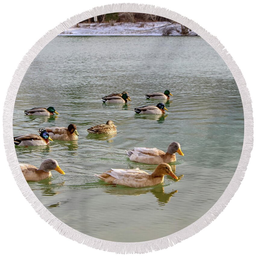 Winter Round Beach Towel featuring the photograph Ducks in Winter by K Bradley Washburn