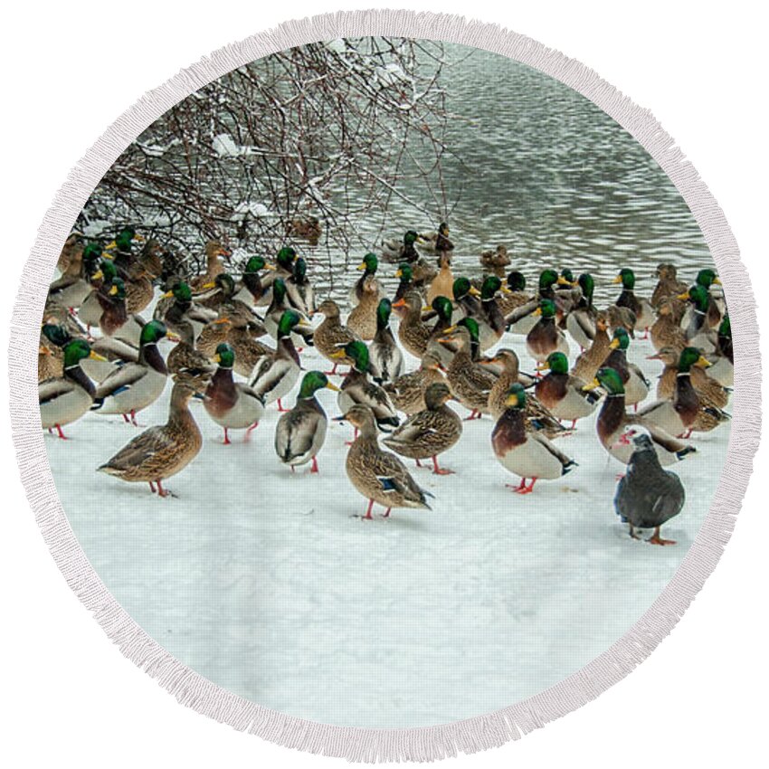 Ducks Round Beach Towel featuring the photograph Ducks Pond In Winter by Cathy Kovarik