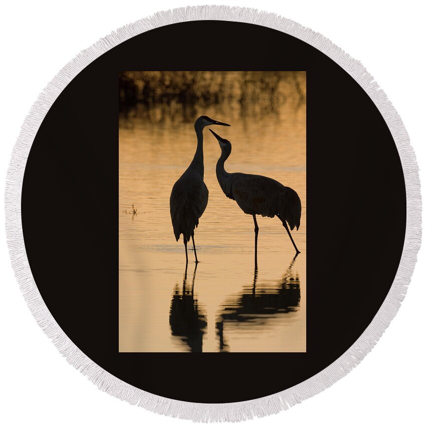 Wild Round Beach Towel featuring the photograph Duet of Cranes by Mark Miller