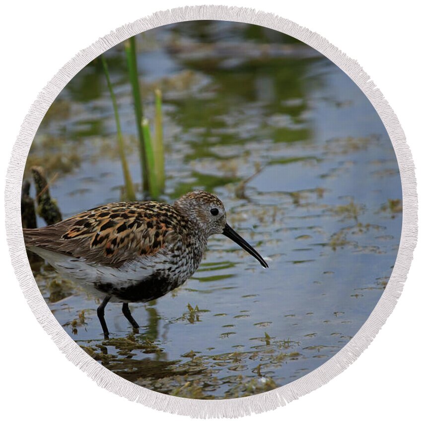 Gary Hall Round Beach Towel featuring the photograph Dunlin 3 by Gary Hall