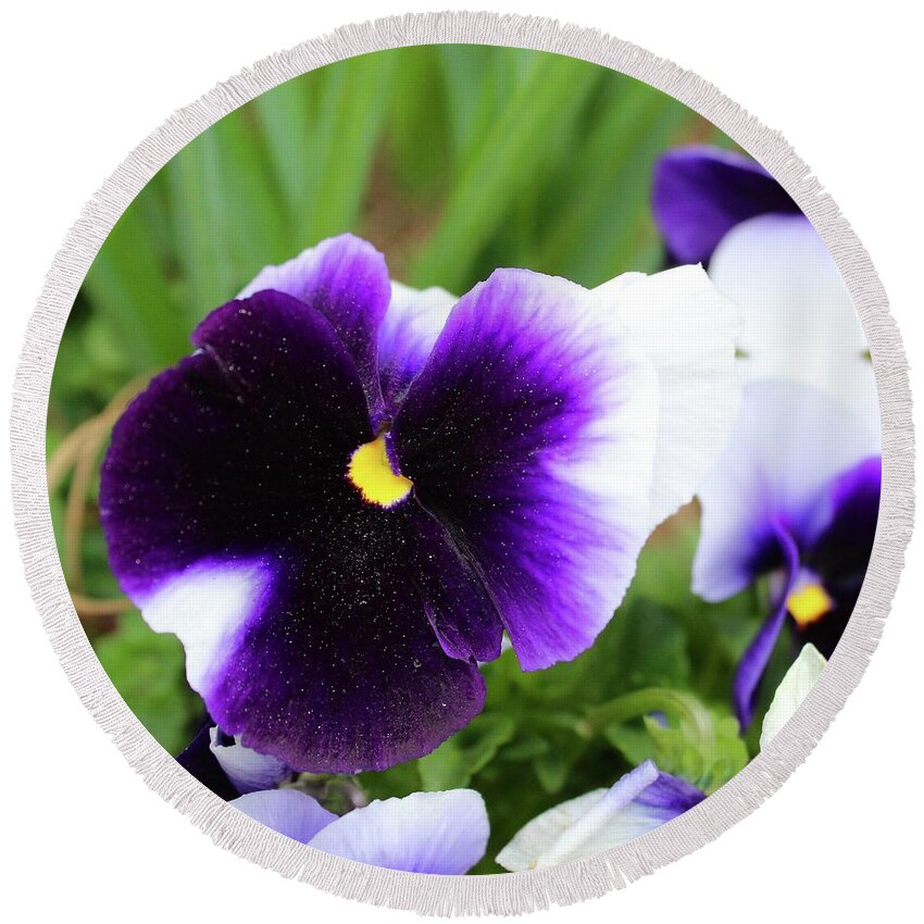 Photography Round Beach Towel featuring the photograph Dusted Purple Pansy by M E