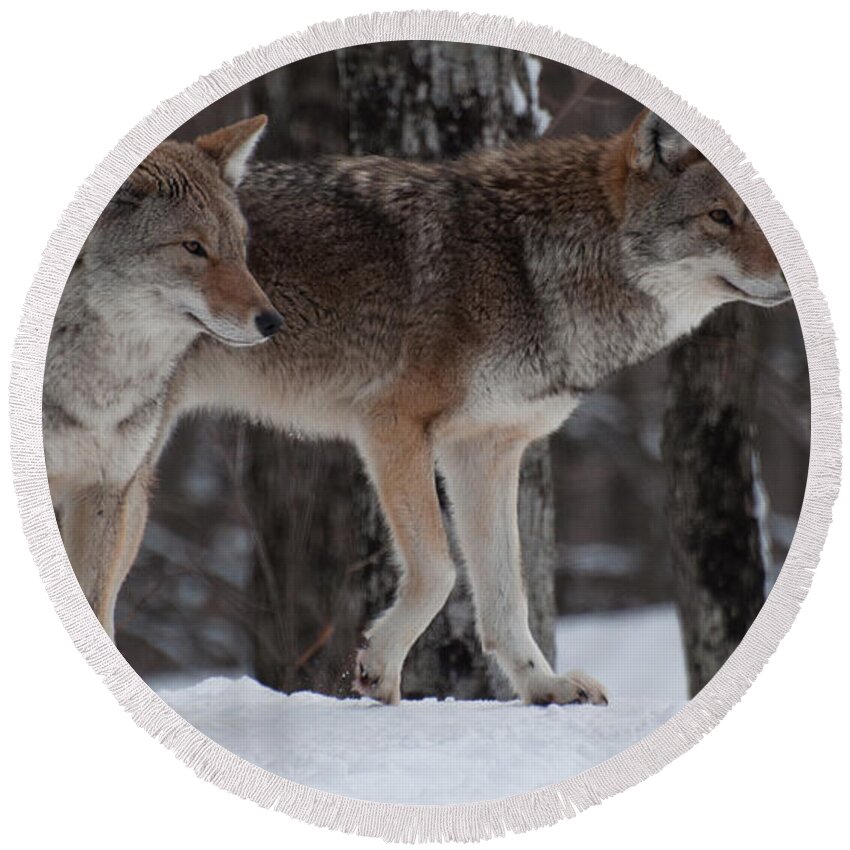 Coyote Round Beach Towel featuring the photograph Dynamic Duo by Bianca Nadeau