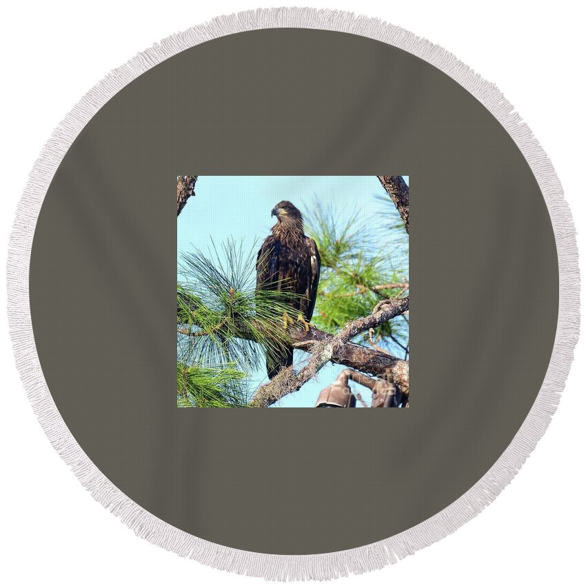 Birds Round Beach Towel featuring the photograph E9 on the branch by Liz Grindstaff