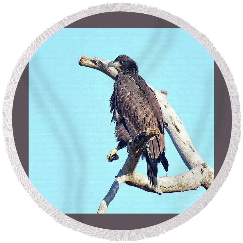 Bald Eagle Round Beach Towel featuring the photograph E9 relax by Liz Grindstaff