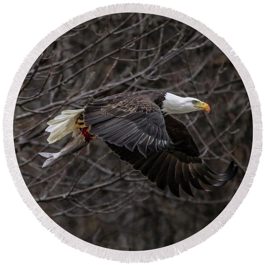 Bald Eagle Round Beach Towel featuring the photograph Eagle Fisher by Ray Congrove