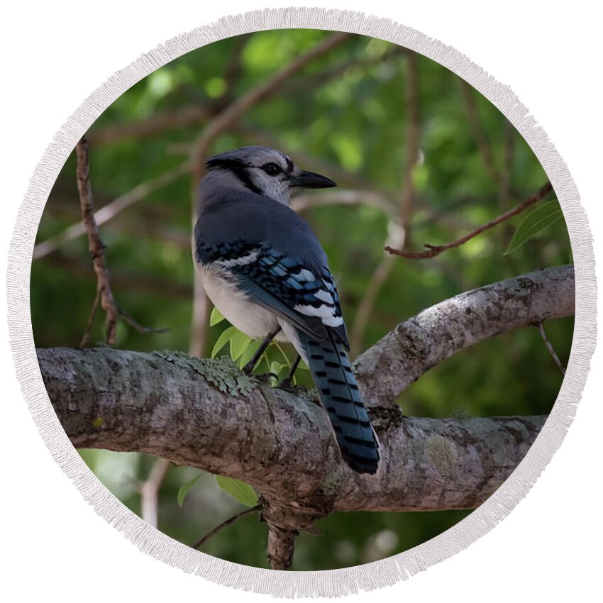 Florida Round Beach Towel featuring the photograph Eagle Lakes Park - Northern Blue Jay - Profile by Ronald Reid