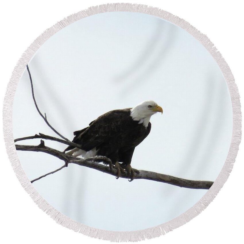 Eagle Round Beach Towel featuring the photograph Eagle on the Tree Branch by Yumi Johnson