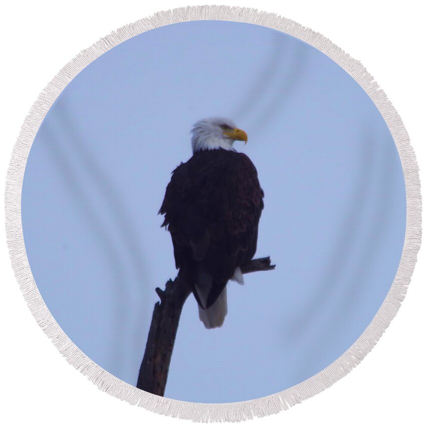 Eagle Round Beach Towel featuring the photograph Eagle perched on a snag by Jeff Swan