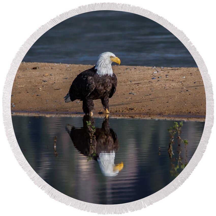Eagle Reflection Round Beach Towel featuring the photograph Eagle Reflection by Mitch Shindelbower