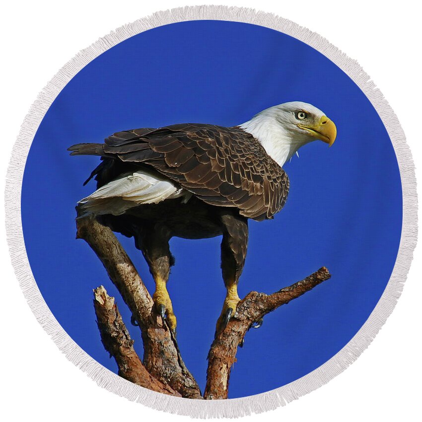 Eagle Round Beach Towel featuring the photograph Eagle the Female by Larry Nieland