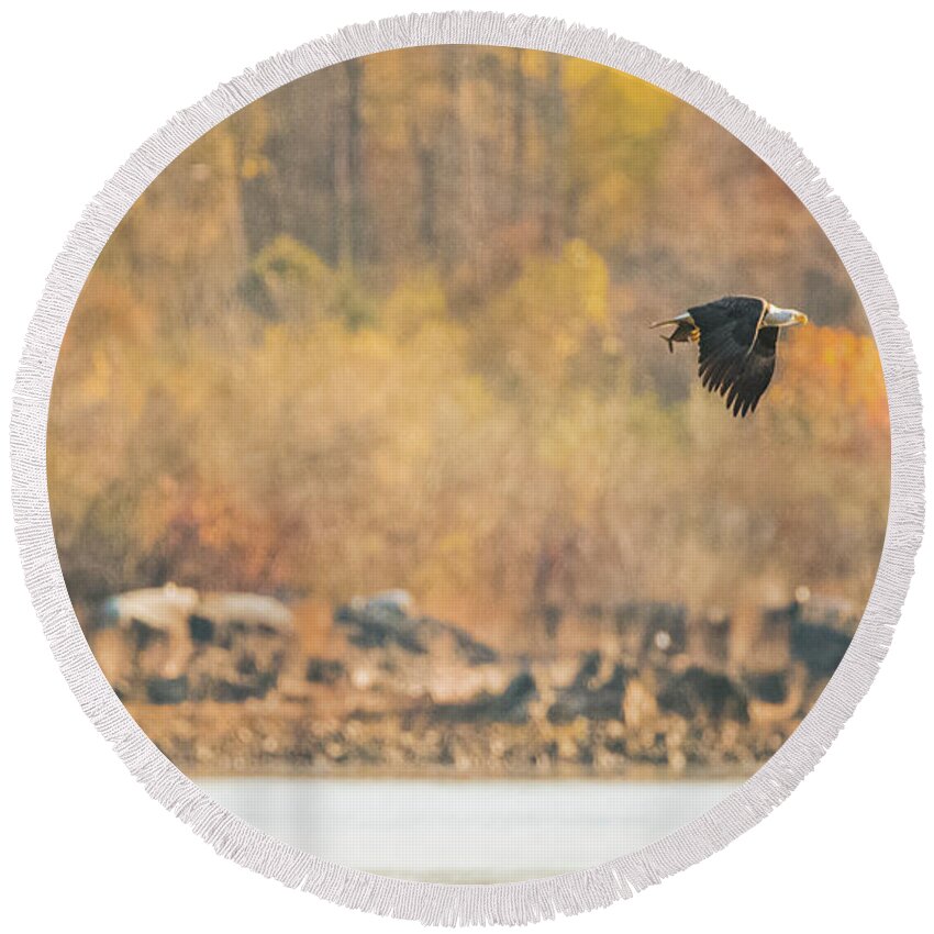 11 November 2016 Round Beach Towel featuring the photograph Eagle with Fish and Foliage by Jeff at JSJ Photography