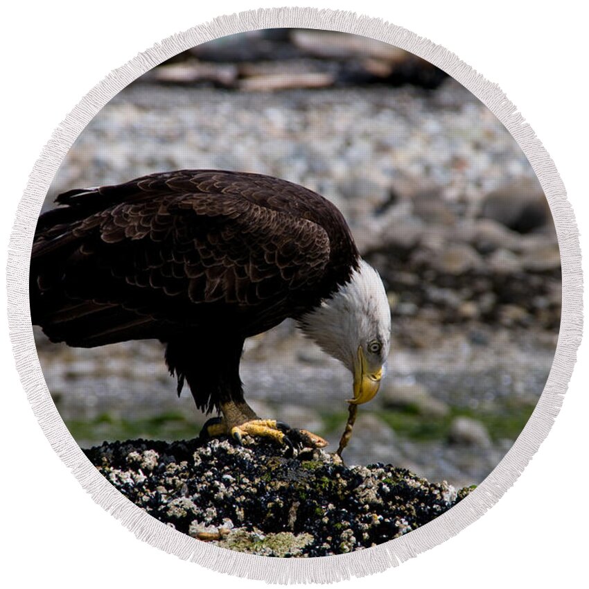 Alertness Round Beach Towel featuring the photograph Eagle's Prize by Venetta Archer