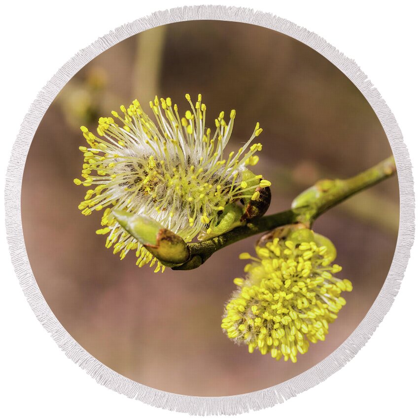 Spring Round Beach Towel featuring the photograph Early Catkins by Nick Bywater