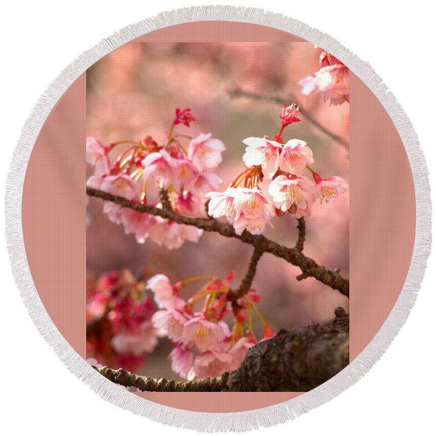Cherry Blossom Round Beach Towel featuring the photograph Early Cherry Blossoms by Yuka Kato