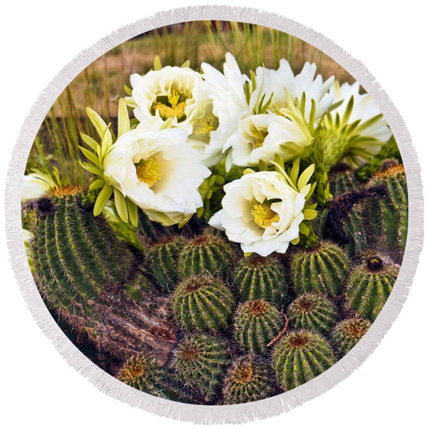 Barrel-cacti Round Beach Towel featuring the photograph Early Morning Barrel Cactus Blossoms by Joyce Dickens