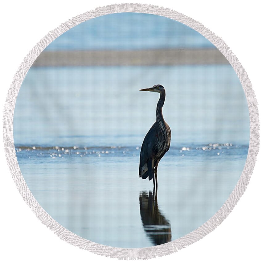 Blue Heron Comox British Columbia Pacific Ocean Canada Birds Wildlife. Ocean West Coast Miracle Beach Round Beach Towel featuring the photograph Early Morning Heron by Edward Kovalsky