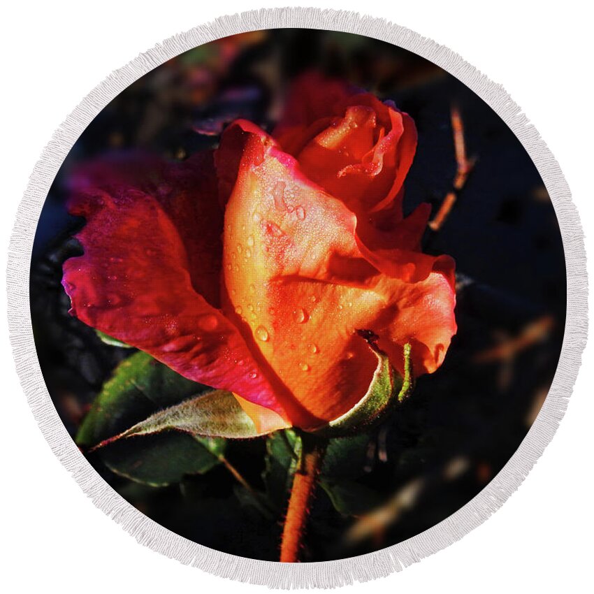 Rose Round Beach Towel featuring the photograph Early Rose by Mark Blauhoefer