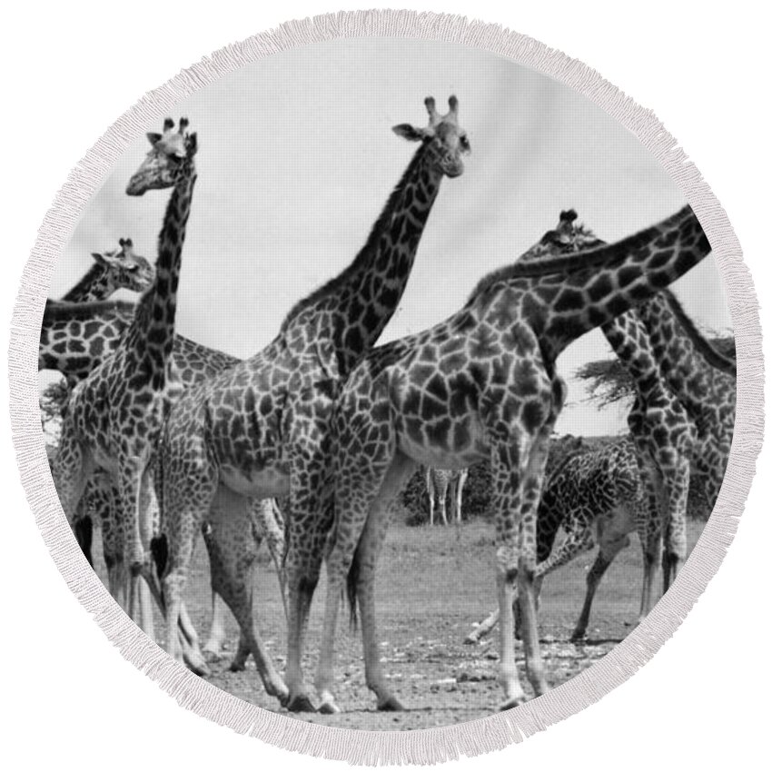 20th Century Round Beach Towel featuring the photograph East Africa: Giraffe by Granger