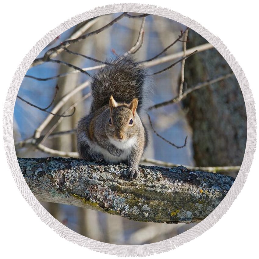 Gray Round Beach Towel featuring the photograph Eastern Gray squirrel by Michael Peychich