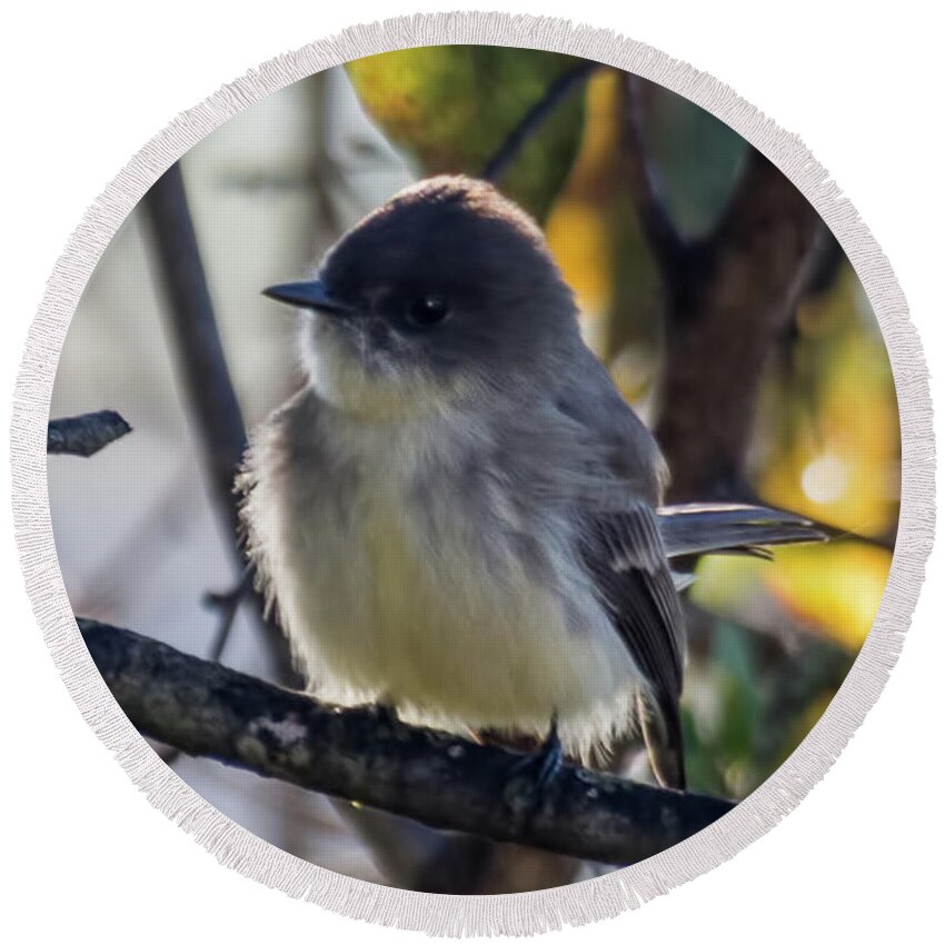Wildlife Round Beach Towel featuring the photograph Eastern Phoebe by John Benedict
