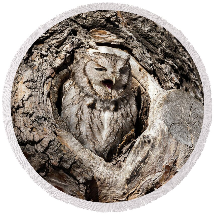 Owl Round Beach Towel featuring the photograph Eastern Screech Owl Makes Some Noise by Tony Hake