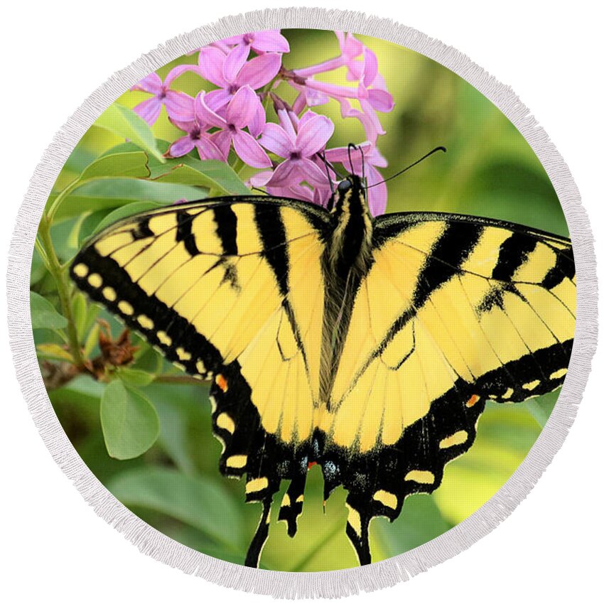 Nature Round Beach Towel featuring the photograph Eastern Tiger Swallowtail Butterfly by Sheila Brown