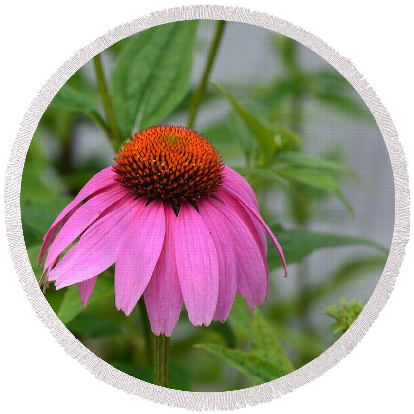Echinacea 16-01 Round Beach Towel featuring the photograph Echinacea 16-01 by Maria Urso