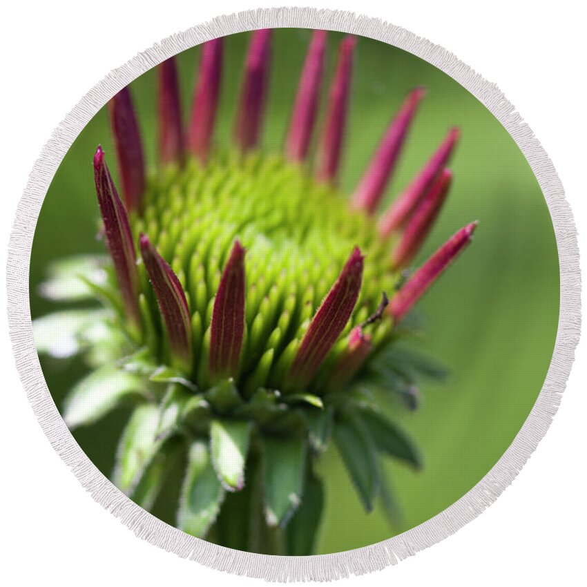 Echinacea Round Beach Towel featuring the photograph Echinacea Coneflower Bud by Kathy Clark