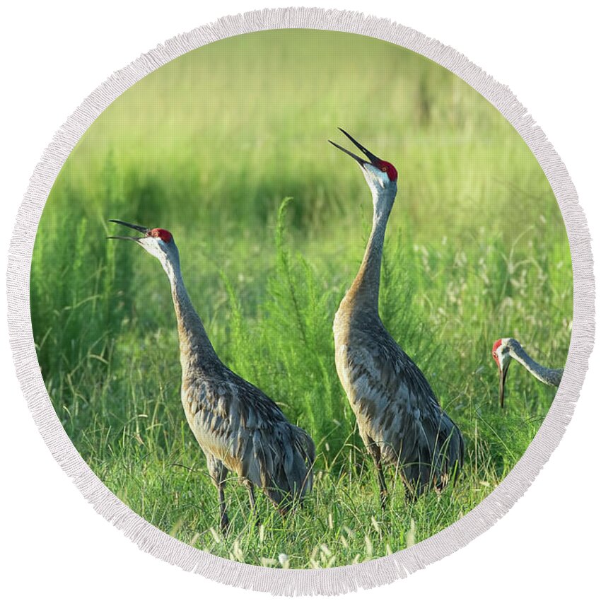 Sandhill Round Beach Towel featuring the photograph Sandhill Cranes in A Misty Meadow by Richard Goldman