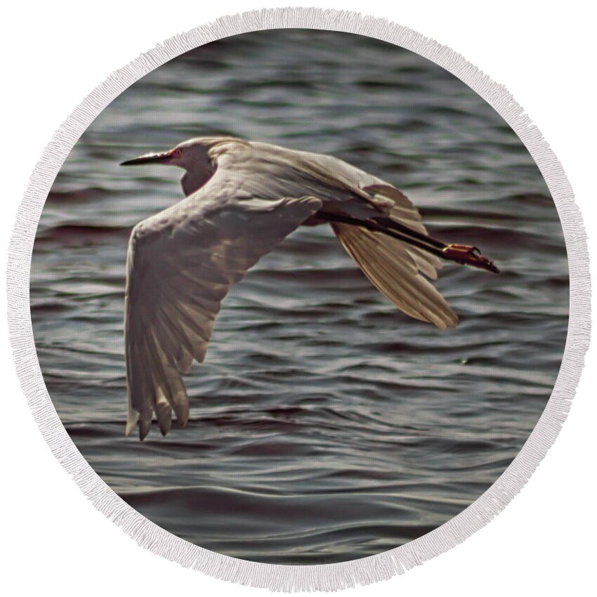 Egret Round Beach Towel featuring the photograph Egret In Flight 2 by Debra Forand