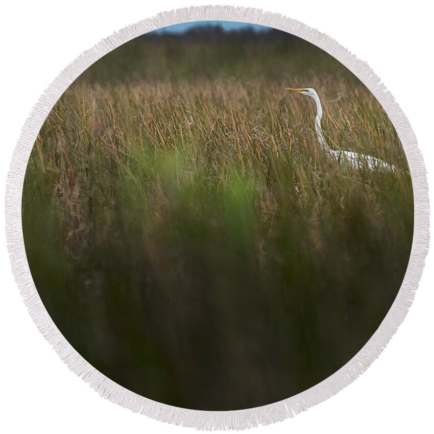 Loxahatchee Round Beach Towel featuring the photograph Egret in Swamp-1-0711 by Steve Somerville