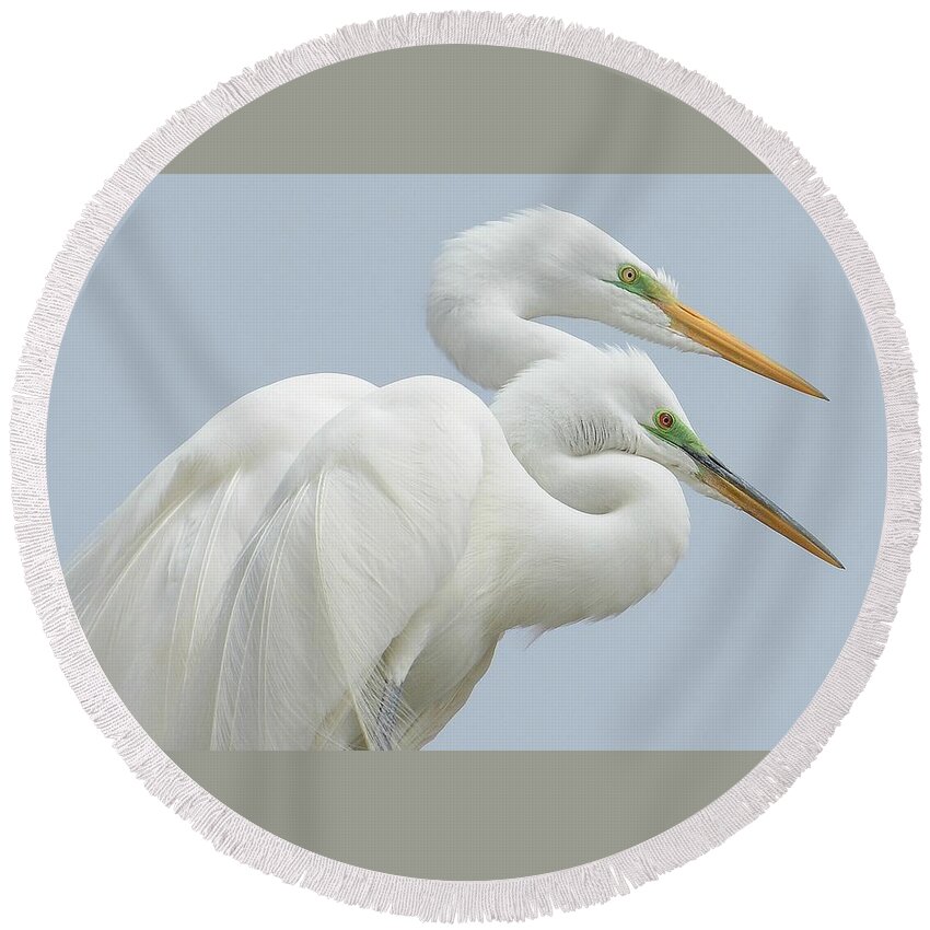 Great Egrets Round Beach Towel featuring the photograph Egrets In Love by Fraida Gutovich